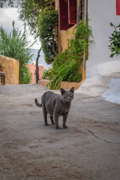 istock Cats of Athens 1426534882