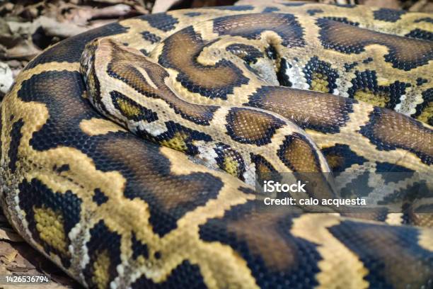 Burma's Holy Python Dari Dekat Ular Python Burma Python Bivittatus Digulung Di Tanah Foto ...