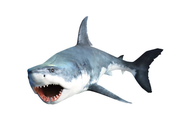Shark with open jaws closeup. Isolated on white.