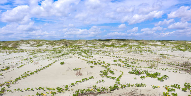 cumberland island wide look - sand dune cumberland island beach sand foto e immagini stock