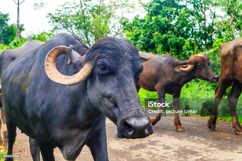 life go by in the countryside Indian buffalo in gir national park, India. Water Buffalo Like Resting Under The tree. in the Indian subcontinent. walking in country said. water buffalo in a group. Agricultural Field Stock Photo