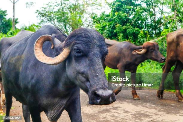 Life Go By In The Countryside Indian Buffalo In Gir National Park India Water Buffalo Like Resting Under The Tree In The Indian Subcontinent Walking In Country Said Water Buffalo In A Group Stock Photo - Download Image Now