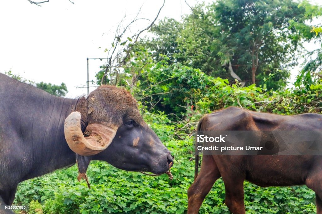 life go by in the countryside Indian buffalo in gir national park, India. Water Buffalo Like Resting Under The tree. in the Indian subcontinent. walking in country said. buffalo with horns Agriculture Stock Photo