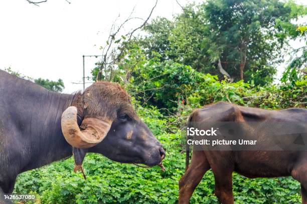 Life Go By In The Countryside Indian Buffalo In Gir National Park India Water Buffalo Like Resting Under The Tree In The Indian Subcontinent Walking In Country Said Buffalo With Horns Stock Photo - Download Image Now