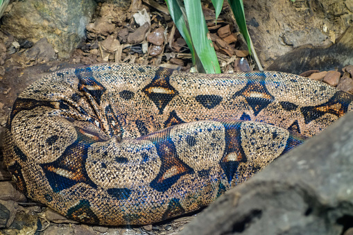 Boa constrictor snake, red-tailed boa or the common boa. Close up.