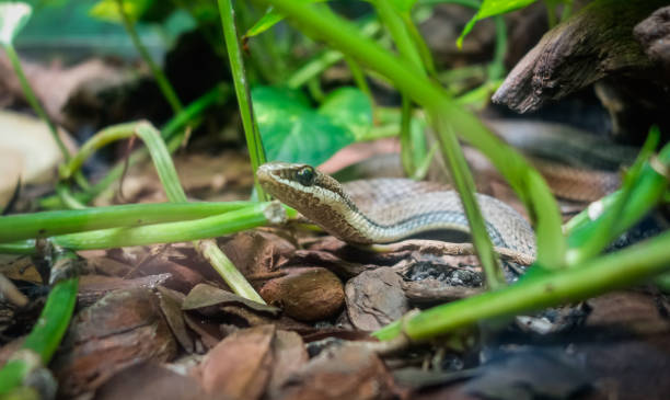 Chironius exoletus snake, aka Linnaeus Sipo or vine snake, on the ground