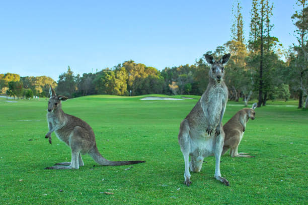 istock Wild kangaroos standing on green grass. Standing & looking at the camera.  Trees & green grass all around.  Blue skies. Yamba, New South Wales, Australia 1426537508