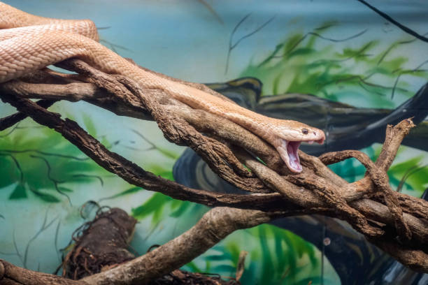 istock Monocled cobra, Naja kaouthia, also called monocellate cobra, in captivity 1426537519