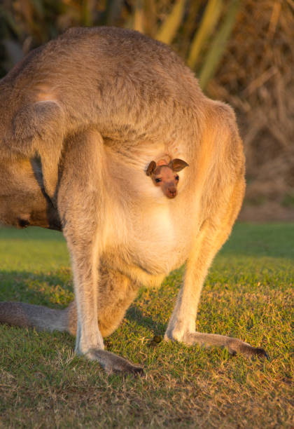 야생 여성 캥거루가 주머니에 조이와 함께 흠집이 있습니다.  아기 조이가 고개를 내밀며 한 번 쳐다보았다.  얌바 뉴 사우스 웨일즈 호주 - yamba 뉴스 사진 이미지