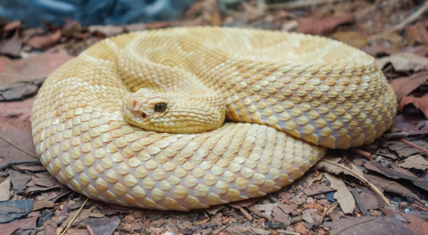 Bothrops insularis snake, known as the Golden lancehead. Close up view Bothrops insularis snake, known as the Golden lancehead. Close up view. bothrops stock pictures, royalty-free photos & images