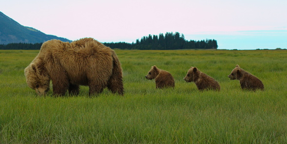 Grizzly bear with cubs in Katmai National Park in Alaska,United States,North America