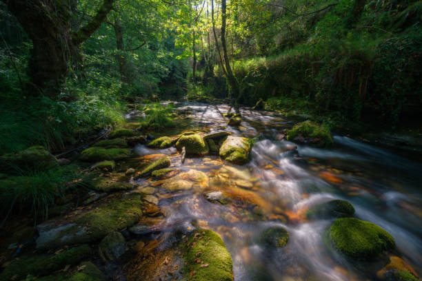 istock Lights and shadows create an nostalgic atmosphere in a river between forests 1426540590