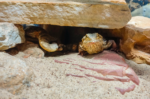 Pogona or bearded dragon lizard in captivity. Close view.