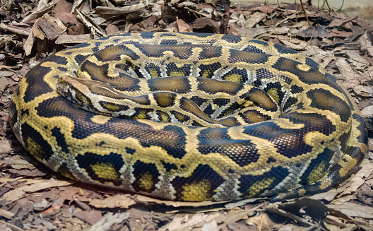 Python Ground Close Up On A Burmese Python Snake Python Bivittatus Rolled Up On The ...