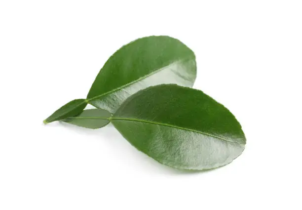 Green leaves of bergamot plant on white background