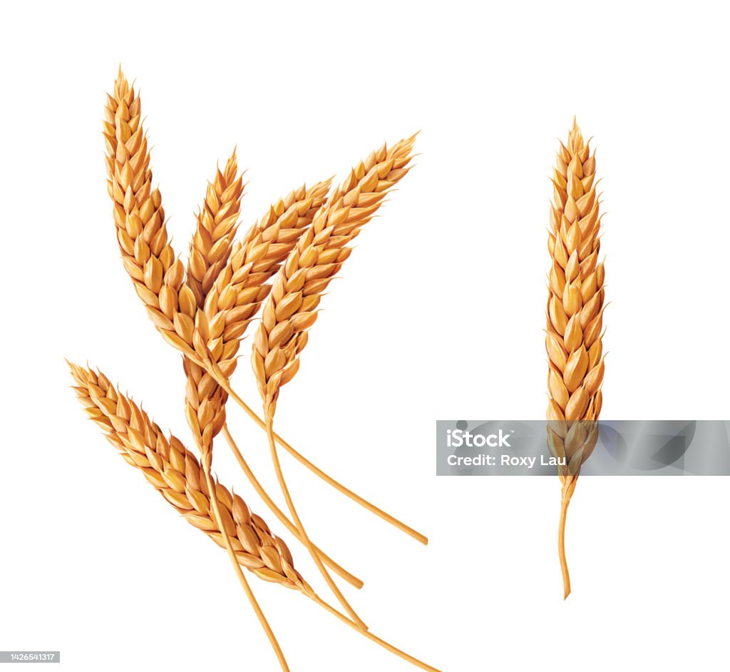 Wheat, ILLUSTRATION, cereal grain, CLOSE UP Wheat Stock Photo