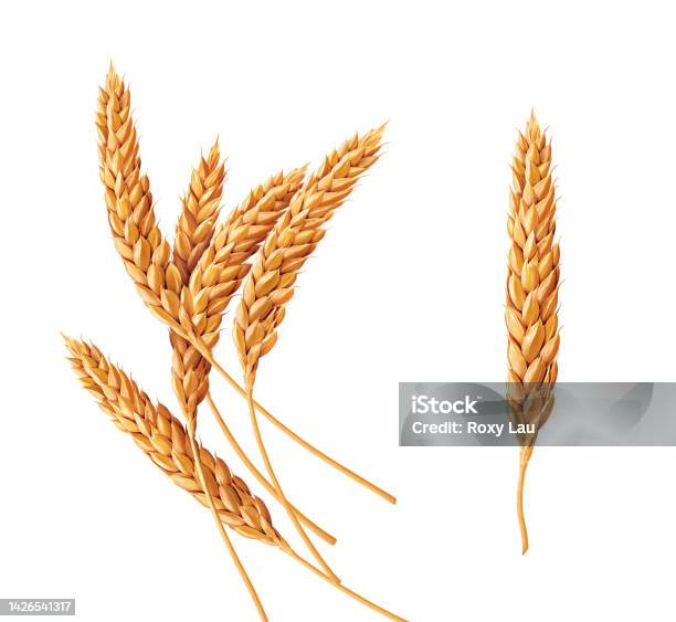 Wheat Illustration Cereal Grain Close Up Stock Photo - Download Image Now - Wheat, Cut Out, Sheaf of Wheat