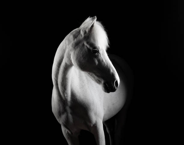 istock Studio portrait of white pony emerging from the dark 1426542945