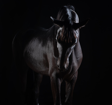 Moody studio portrait of majestic dark horse