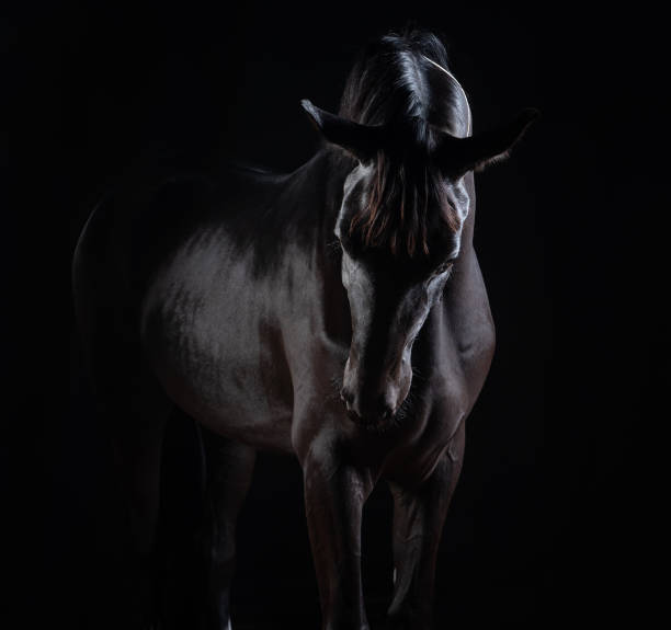 Moody studio portrait of majestic dark horse Moody studio portrait of grand dark horse horse family photos stock pictures, royalty-free photos & images