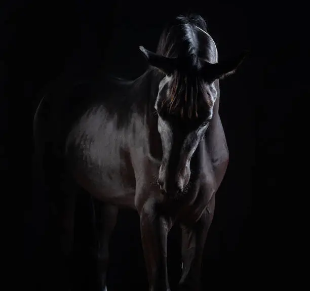 Photo of Moody studio portrait of majestic dark horse