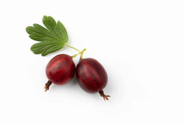 fresh red gooseberry with leaves and copy space for text isolated on white background, top view