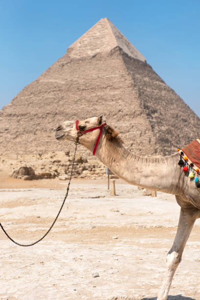 a camel in front of pyramid in giza, cairo - egypt camel pyramid shape pyramid imagens e fotografias de stock