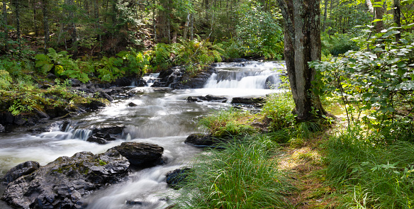 Stream with waterfall running through a thick forest in Maine