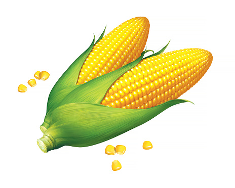 Corn illustration, on white background