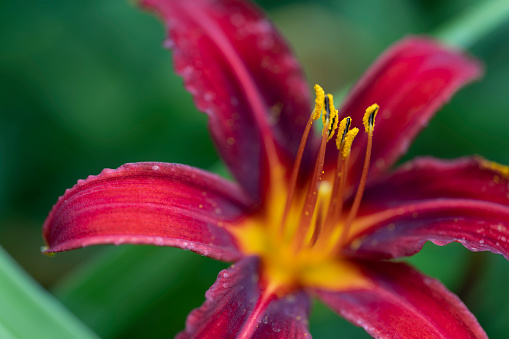 Beautiful View orange daylily flowers in garden