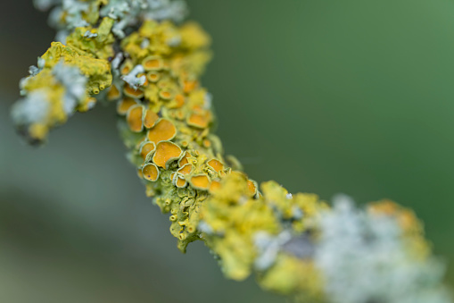Close up of a variety of yellow lichens on an old apple tree branch.
