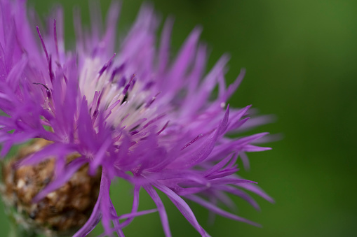 Closeup macro photo of a milk thistle weed that is growing a garden,