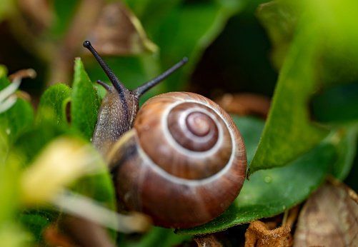 Lettuce leaf with snail