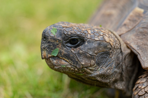 Hermann's tortoise eating lettuce on a lawn.