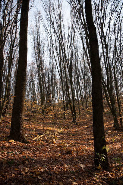 istock Autumn beautiful forest. Falling leaves natural background. 1426549231