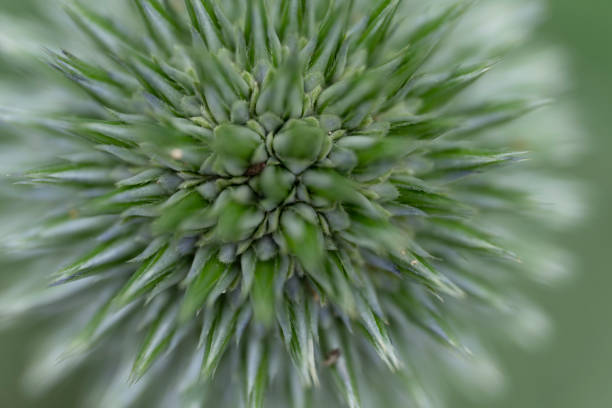 bocciolo di fiore echinops - circle nature botany bud foto e immagini stock