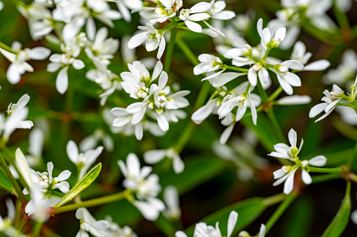 Small white flowers on a ground cover plant.