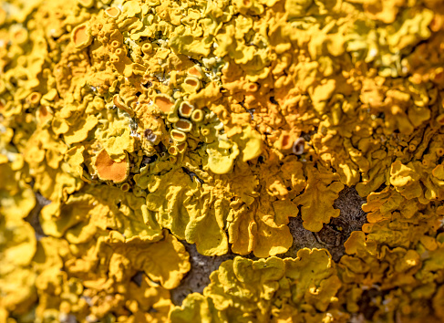 Close up of a variety of yellow lichens on an old apple tree branch.