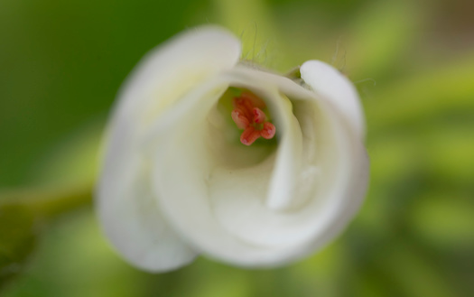 A white geranium flower with raindrops on the petals as it opens up.