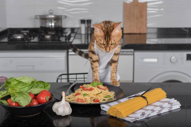 istock at in a white apron stands on its front paws over cooked pasta with cherry tomatoes and basil. 1426551462