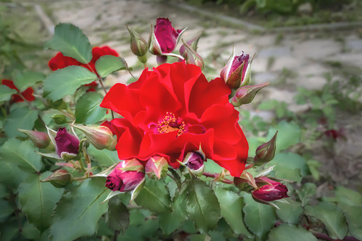 Red rose with wavy petals and many buds. Close-up with selective focus. Cultivated flowers growing in the garden. Texture, floral background.