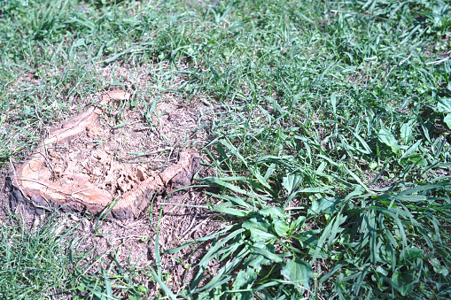 Natural background. young sprouts grow inside hollow of the cut tree Spring time. saturated with colors. Life and death