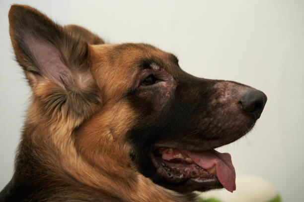istock dog face with leprosy lesion or dermatitis 1426554639