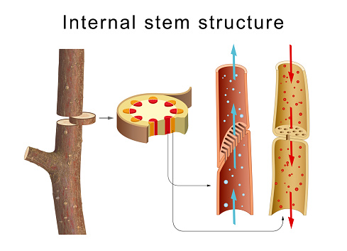 The xylem and phloem that make up the vascular tissue of the stem are arranged in distinct strands called vascular bundles, which run up and down the length of the stem