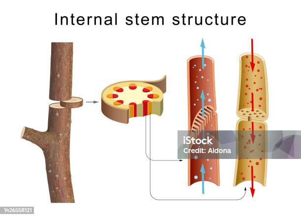 Internal Anatomy Of The Tree Stem Stock Photo - Download Image Now - Collenchyma, Cross Section, Phloem