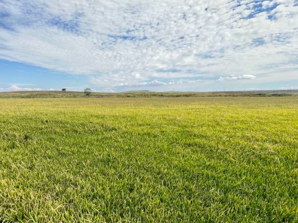 istock Green crop field and rice field under blue clouds. 1426559042