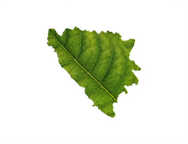 Bosnia and Herzegovina map made of green leaves on soil background ecology concept