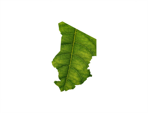 istock Chad map made of green leaves on soil background ecology concept 1426562139