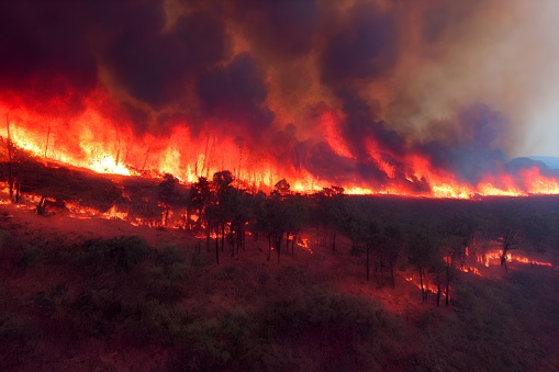 forest in fire , wild fire image