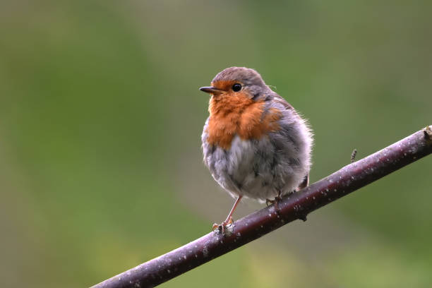 istock European robin (erithacus rubecula) sitting on a branch. 1426565275